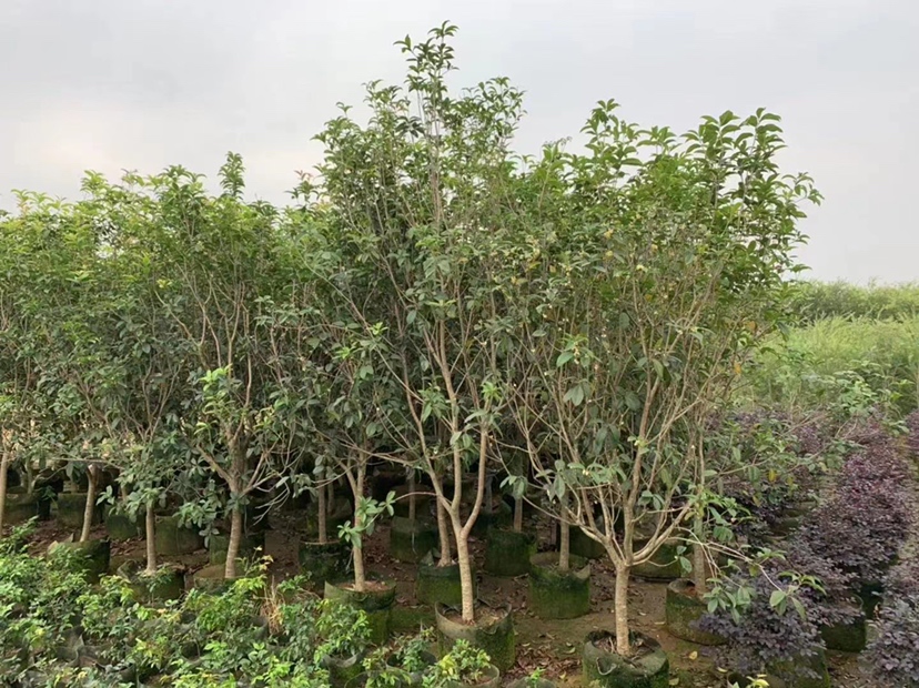 四季桂苗木在苗圃中整齐排列，叶片翠绿，枝干健壮