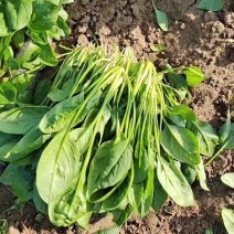 精品菠菜产地一手货源，货源充足，承接市场超市社区团购电商