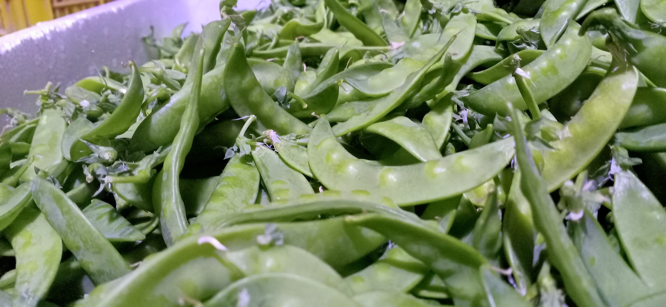 荷兰豆从生到熟的颜色变化