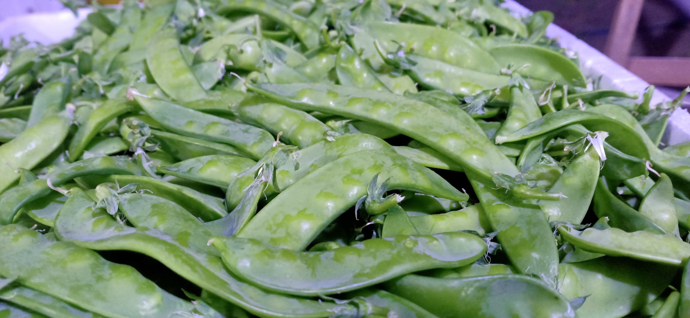 新鲜采摘的荷兰豆被整齐地放在竹篮中,颜色翠绿,充满生机 新鲜采摘的荷兰豆在竹篮中摆放整齐