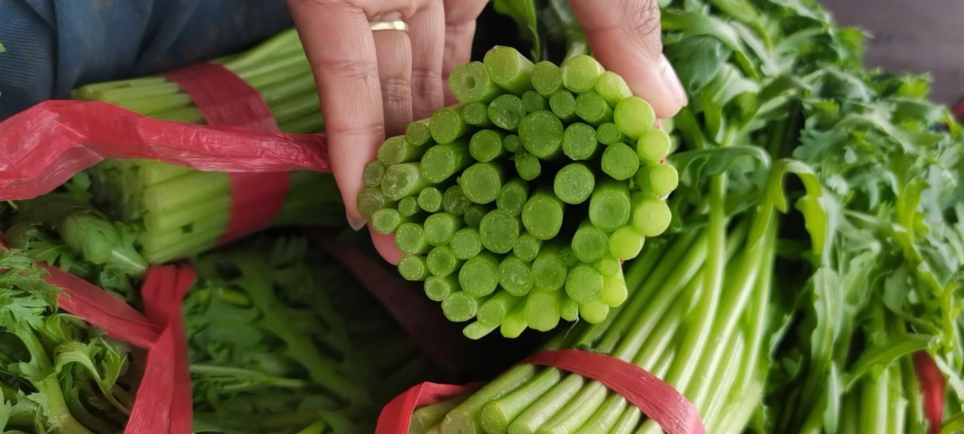 野茼蒿泡水过程图:展示将干燥野茼蒿放入玻璃杯中冲泡的过程 野茼蒿泡水过程图