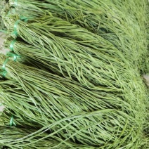 贡菜苔菜