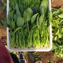 大叶大棚菠菜叶片绿