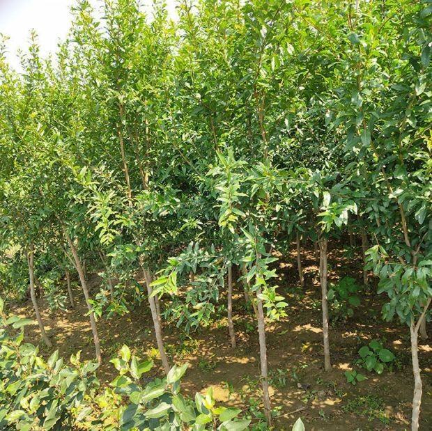 石榴植株整体外观