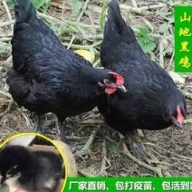 黑土鸡苗黑鸡苗温室黑五鸡苗快大黑长速快抗病强存活高黑鸡苗
