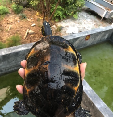 [黄褐丽金龟批发]火焰翅鹏母,1.9斤价格850.00元/斤 - 一亩田