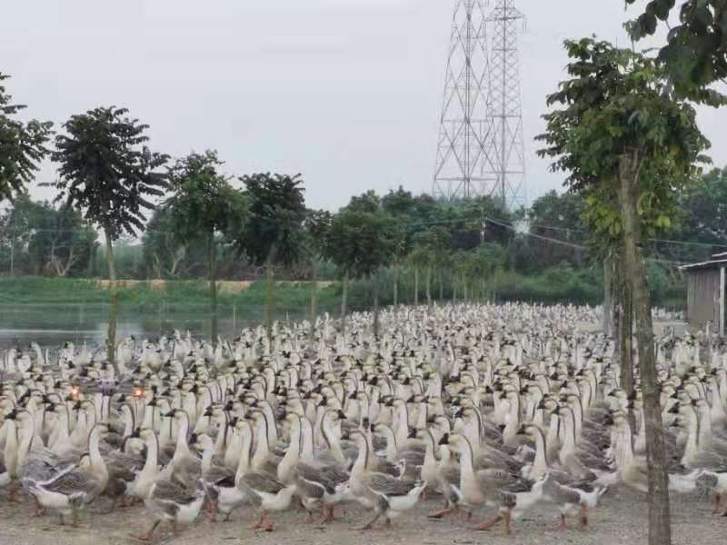 狮头鹅养殖场全景
