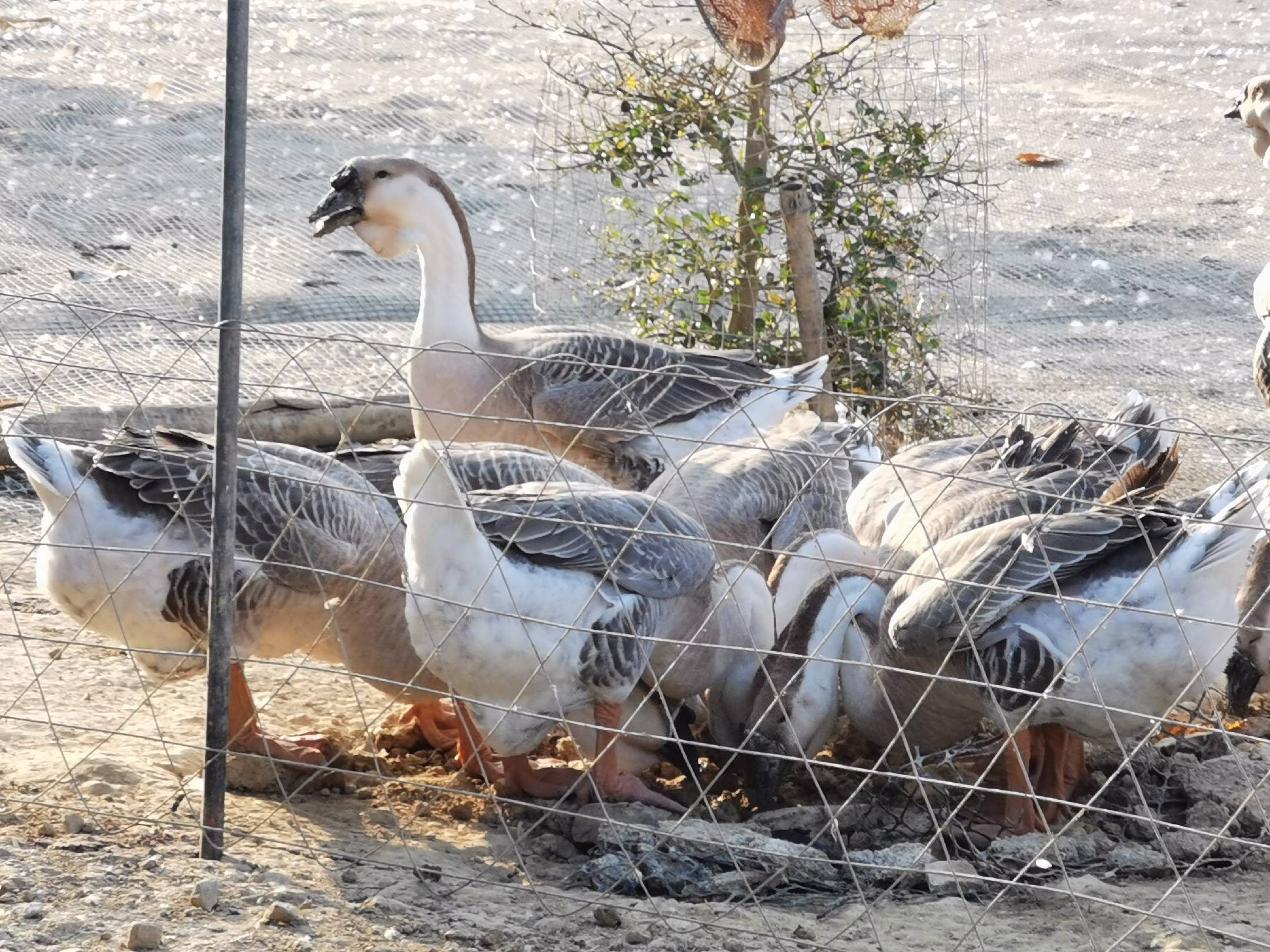 现代化的狮头鹅养殖场,整齐排列的鹅舍和正在进食的鹅群 成熟的狮头鹅养殖场