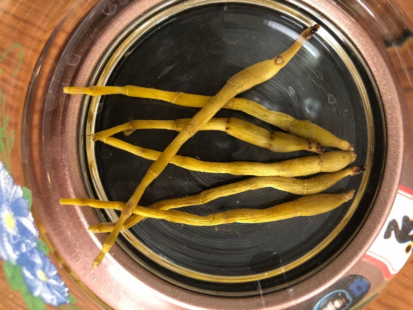 黄芩根腐病典型症状