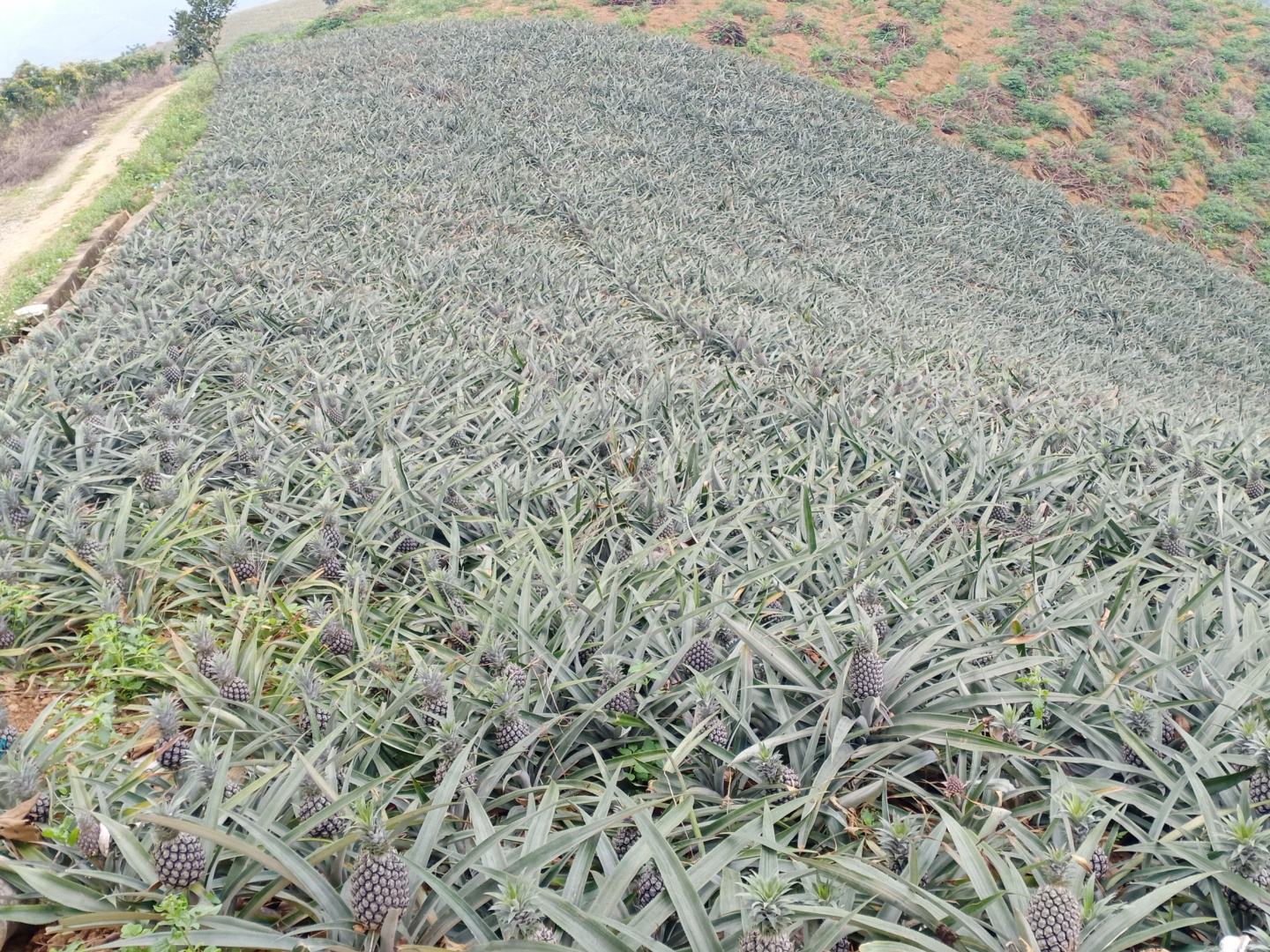 无人机俯瞰菠萝标准化种植园全景:呈现典型平原连片地栽模式,植被高度均一(30–80cm),无乔木遮荫,无攀援支架,充分佐证菠萝作为一年生/多年生草本作物的地表生长属性 航拍视角下的规模化菠萝种植基地:整齐划一的深绿色低矮作物方阵铺展至天际线,无任何树木穿插其间,垄沟清晰,滴灌带若隐若现,远处有小型农机缓慢穿行
