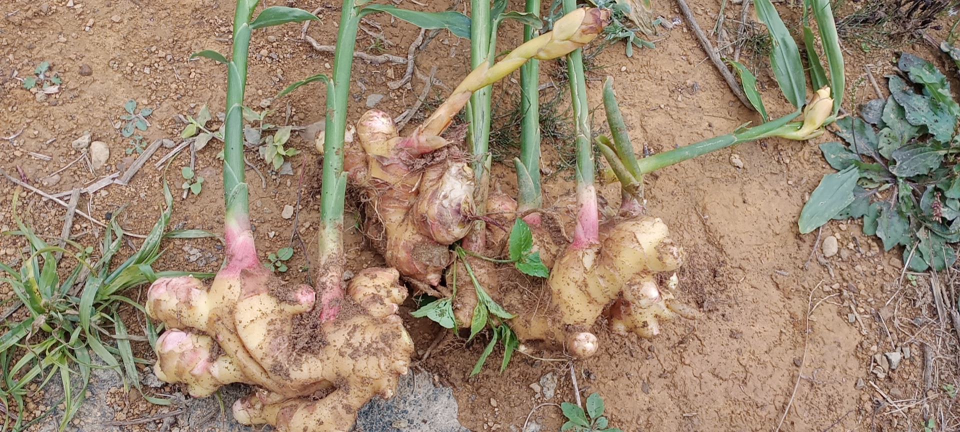 云南文山核心产区刚采挖的大黄姜鲜品实景图,泥土未完全洗净以保留活性,可见典型深黄带红皮色、饱满姜指与自然姜芽,体现道地鲜姜的原始状态 大黄姜鲜品特写:带泥新鲜大黄姜堆叠在竹编簸箕中,表皮呈深琥珀黄色泛红晕,表面湿润有天然蜡质光泽,部分姜芽微凸,背景为云南山区晨雾缭绕的姜田