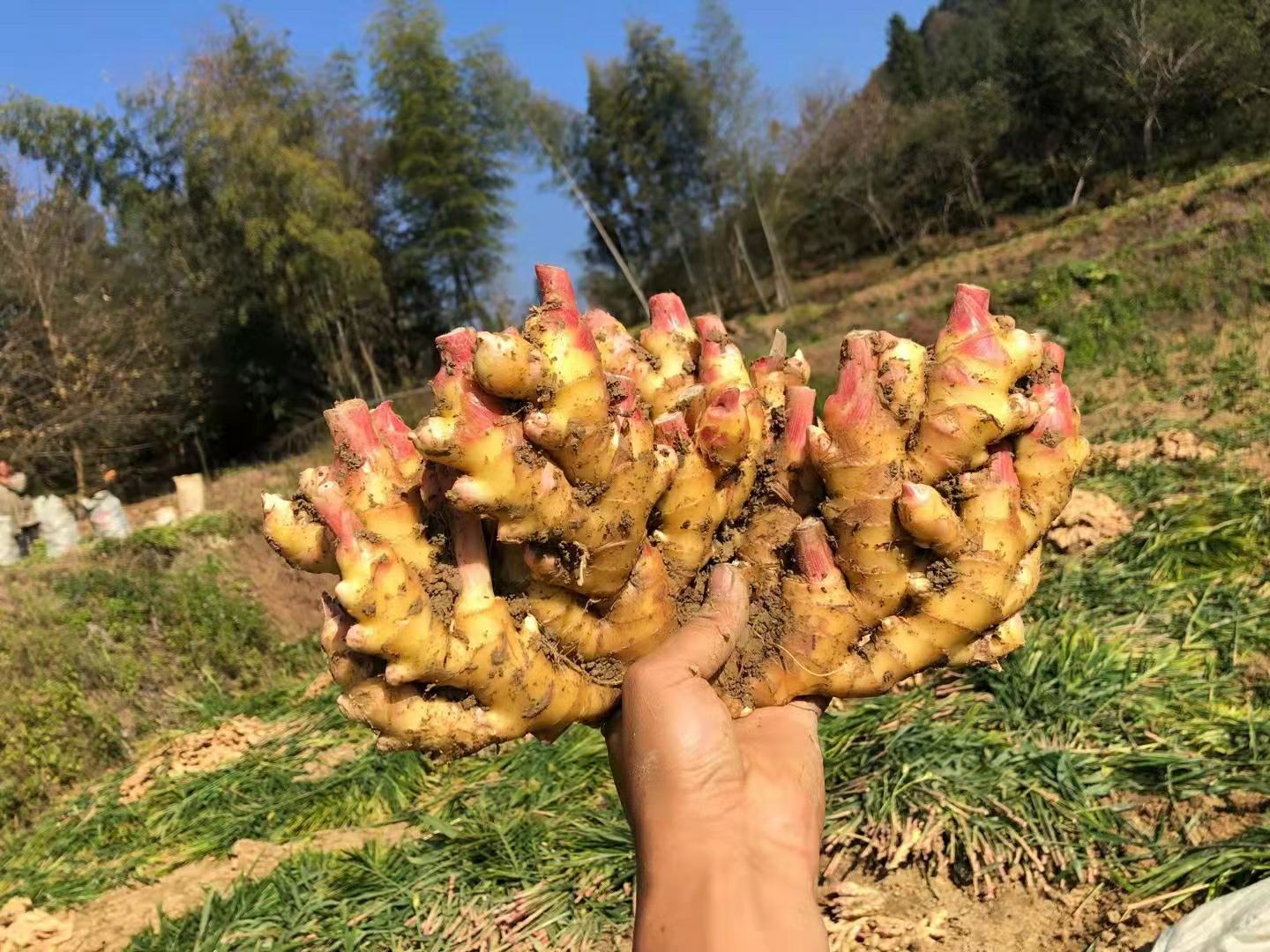 一片丘陵坡地上的农民正在采收新鲜的大黄姜,泥土松软,姜块完整露出地面,部分带有未清理的湿土,阳光斜照,背景为绿色山林和农舍 遵义大黄姜新鲜采收场景