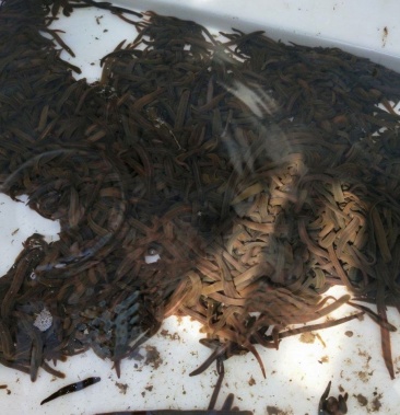 东北水蛭小黑条图片