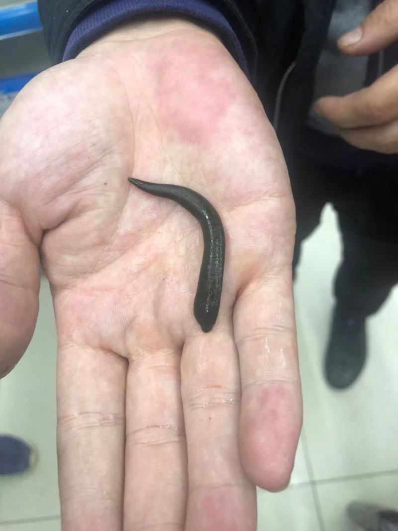 出售东北小黑条,蚂蟥,水蛭!活体!干品!要的私聊!