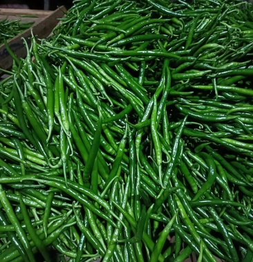 精品三号线椒 货源地直售 一手货源 价格便宜 货量充足