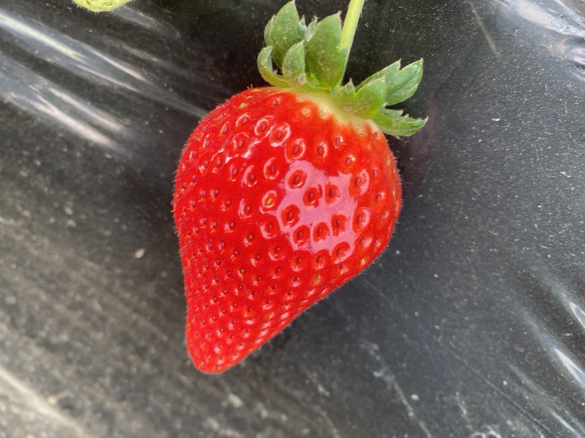 章姬草莓特写