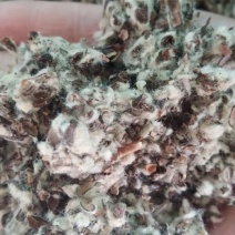 【优质好货】棉籽壳，品质优先，量大优惠，厂家直销！