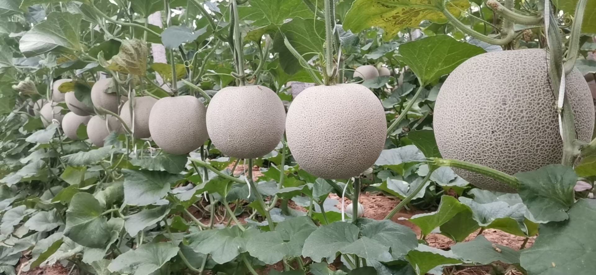 一个成熟的玉姑3号绿皮网纹瓜放置在自然光下的木制桌面上,瓜体呈椭圆形,表面覆盖清晰、均匀的网状裂纹,底色为浅绿色,网纹呈深褐色,瓜蒂部分保留新鲜藤蔓,背景为模糊的温室种植环境 玉姑3号绿皮网纹瓜整体外观特写