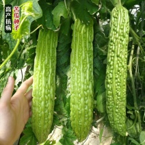 原种青皮苦瓜种籽春夏季蔬菜种子蔬果大肉青翠绿苦瓜种子盆栽