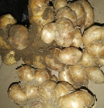 自产自销广西新鲜沙姜够大够靓够香需要请联系