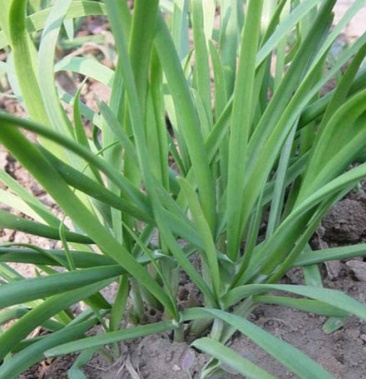 韭菜王白根种子韭菜独根大棚小拱棚用韭菜籽高产优质韭菜种