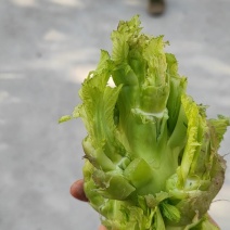 儿菜，加工厂货，儿菜尾货，统货。