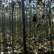 精品泡桐苗规格齐全价格优惠质量保证货源充足