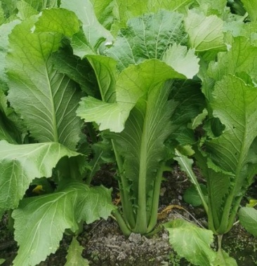 [苦菜批发]苦菜,粉杆亲40亩价格0.70元/公斤 - 一亩田