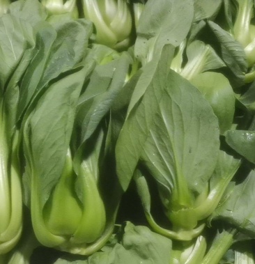 精品矮脚青七宝青上市中品质保证全国发货