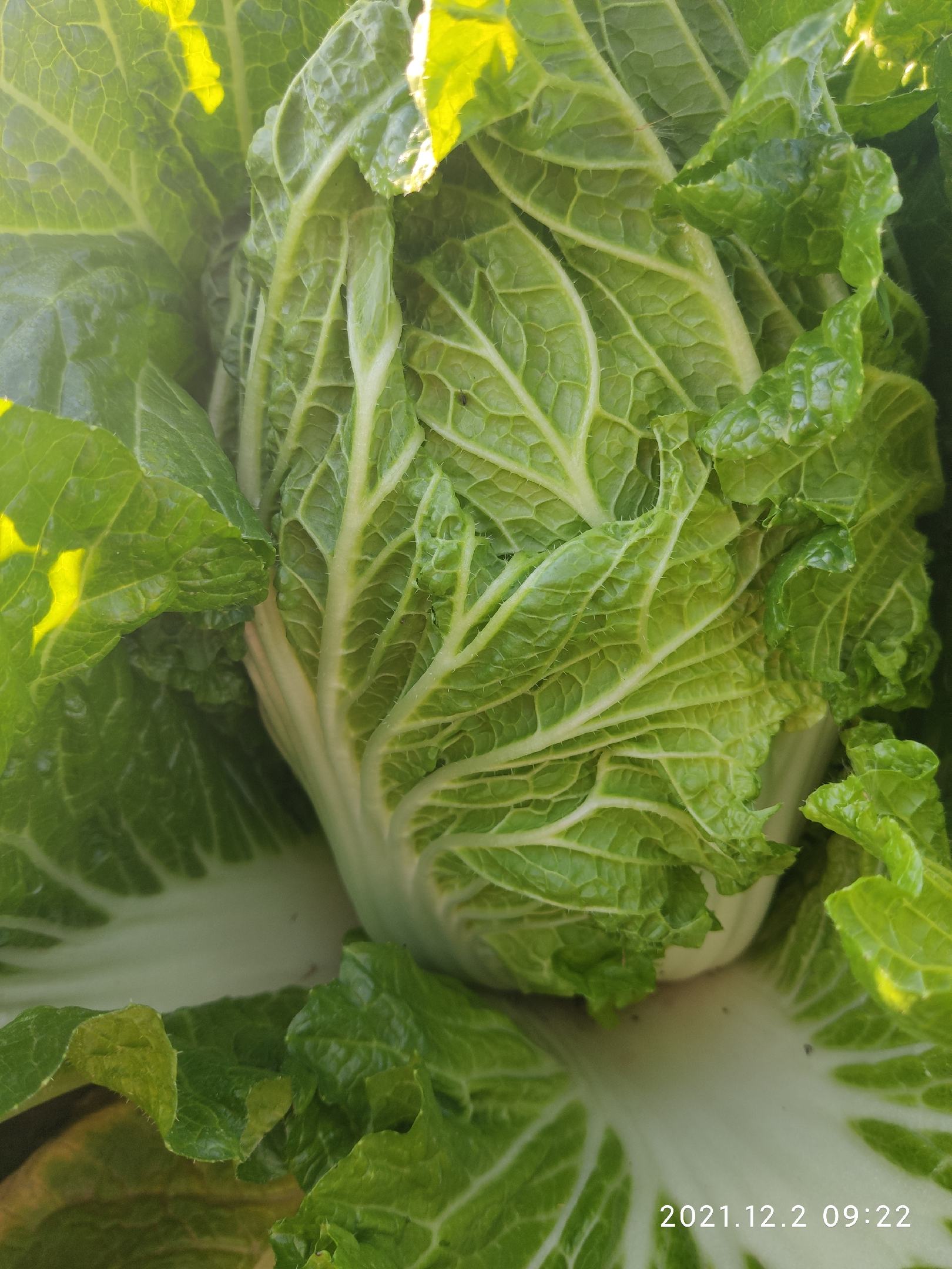 大白菜黄心大白菜精品单棵5斤左右矮棵品种