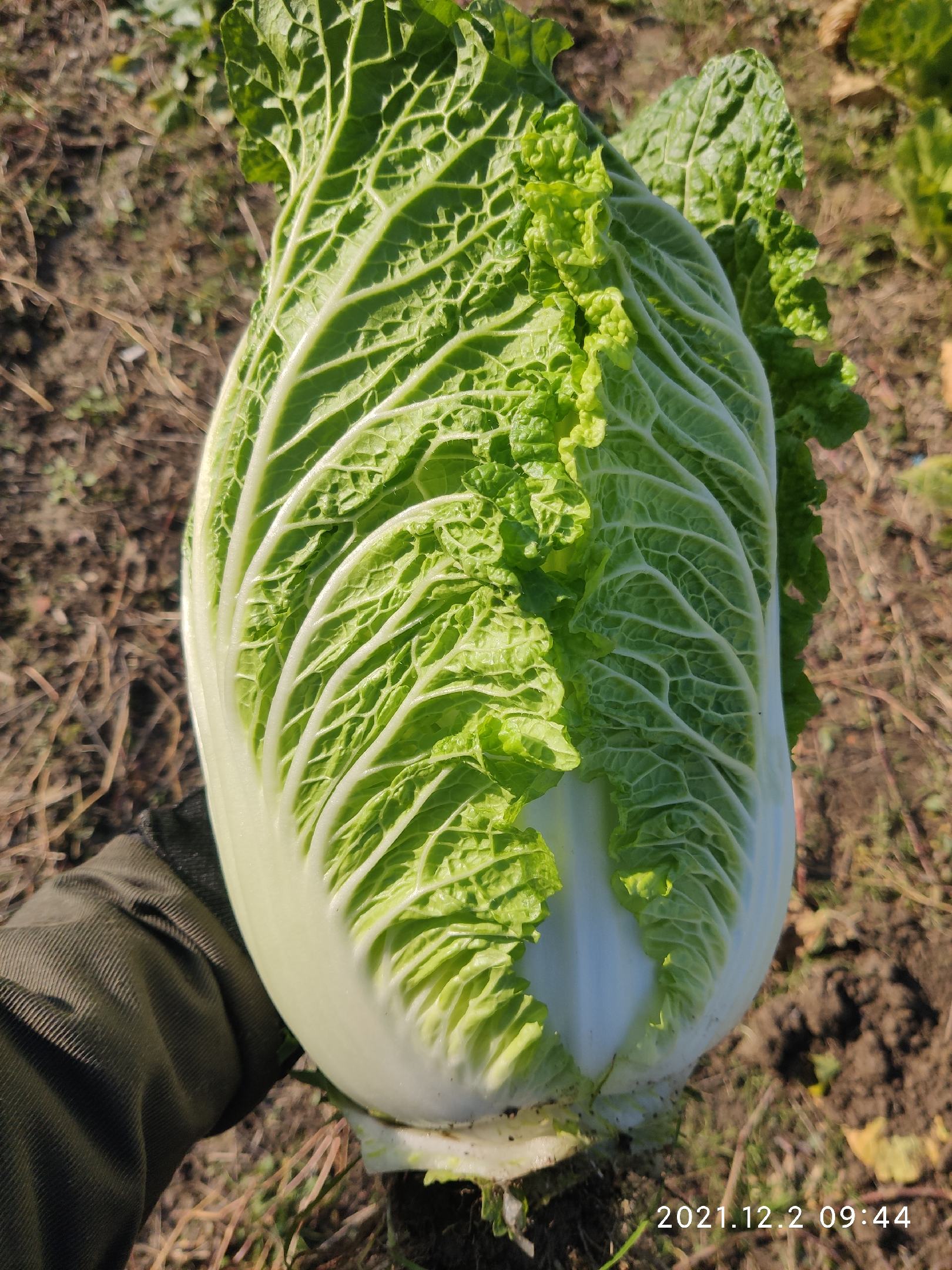 大白菜黄心大白菜精品单棵5斤左右矮棵品种