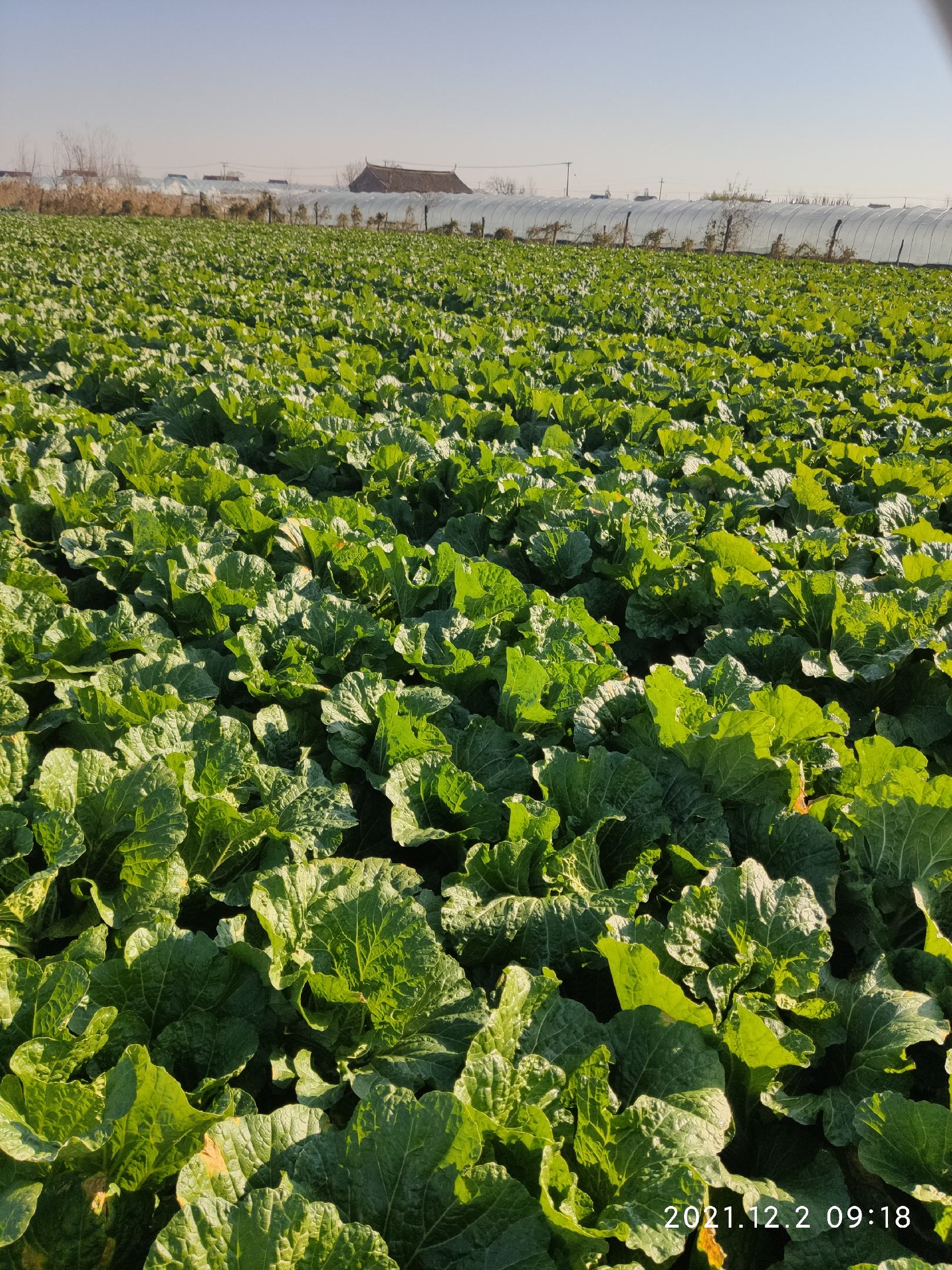 请说是在一亩田上看到的】 蔬菜基地,有西兰花,松花菜,黄心大白菜