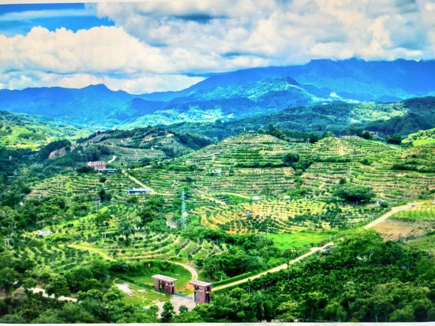 甜橙果园全景图