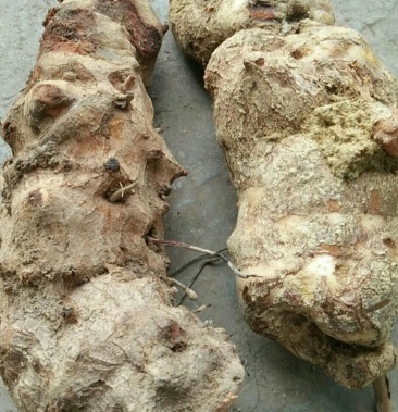 野生鲜伏芩,红5元/斤,自4元/斤.