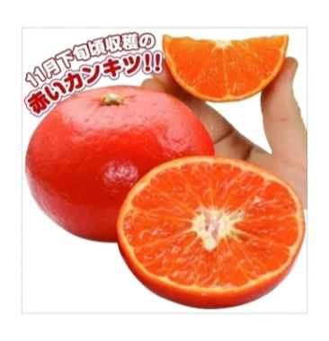 丽红柑橘枝条早熟品种签合同放心购买