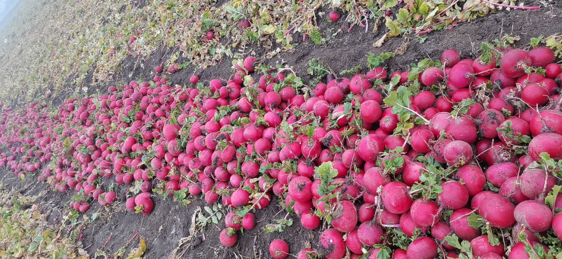 东北红皮萝卜田间种植图