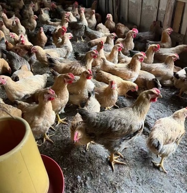 [活鸡批发]麻母 ,均重3.45斤左右,桂林,7字头.价格7.00元/斤 - 一亩田