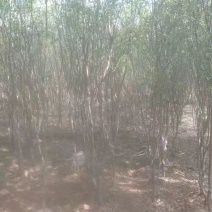 山西晋中华北卫矛球出售欢迎选购，价钱便宜