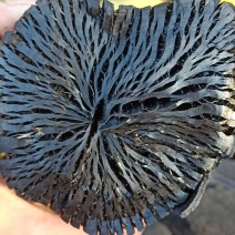 荔枝木炭厂家直销