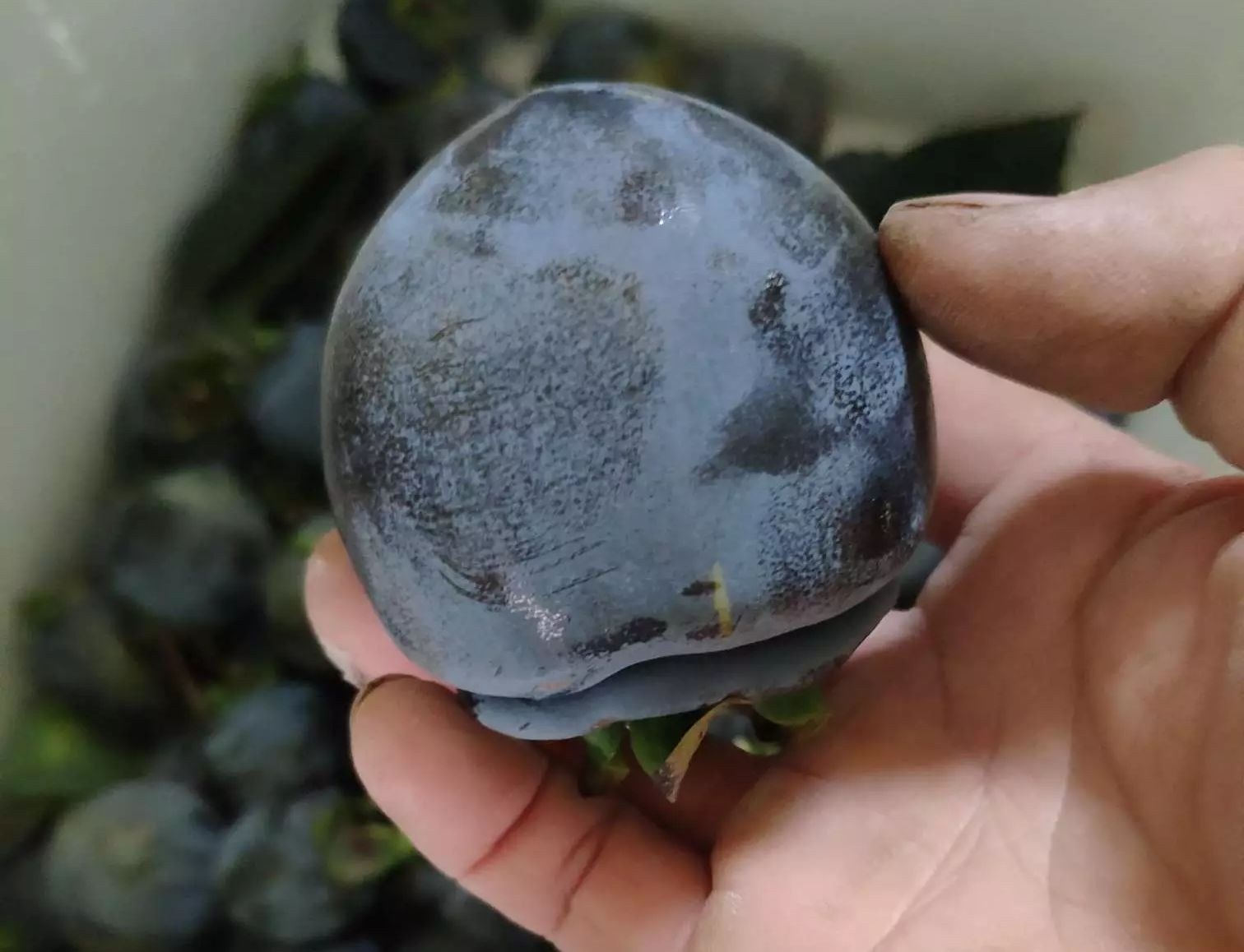 成熟与未成熟柿子对比图