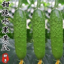 水果黄瓜种子摘不败节节瓜地栽阳台盆栽高产四季播种农家蔬菜