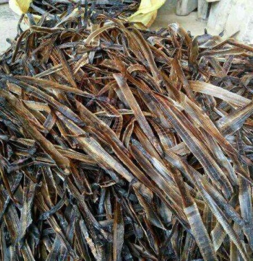 大地龙批发大地龙干蚯蚓穿地龙串广地龙