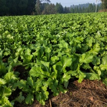 基地直销小心儿菜，无冒苔，无空心，儿大欢迎新老客户
