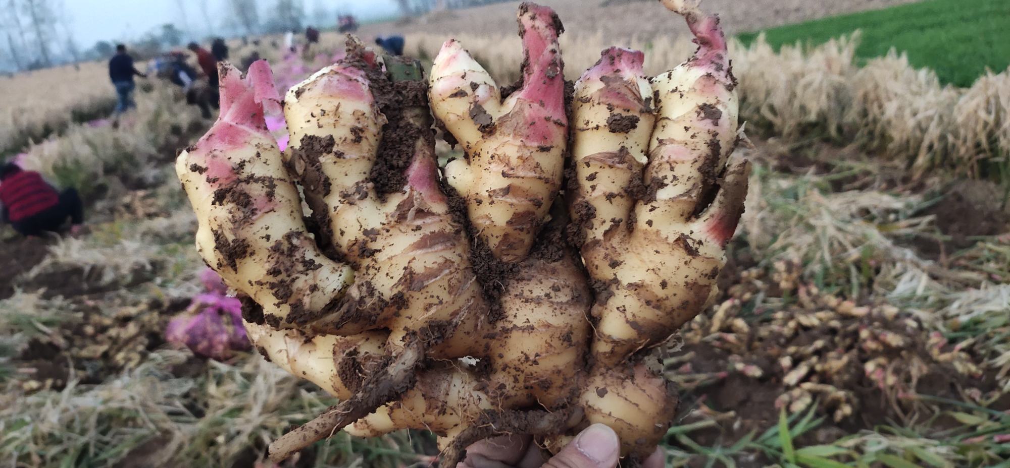 生姜种植田与加工过程