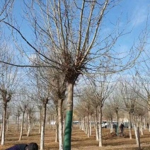 皂角树基地供应大规格皂角树15公分18公分20公分