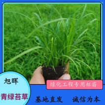 青绿苔草基地直供，绿化苗木苗木，支持线上交易