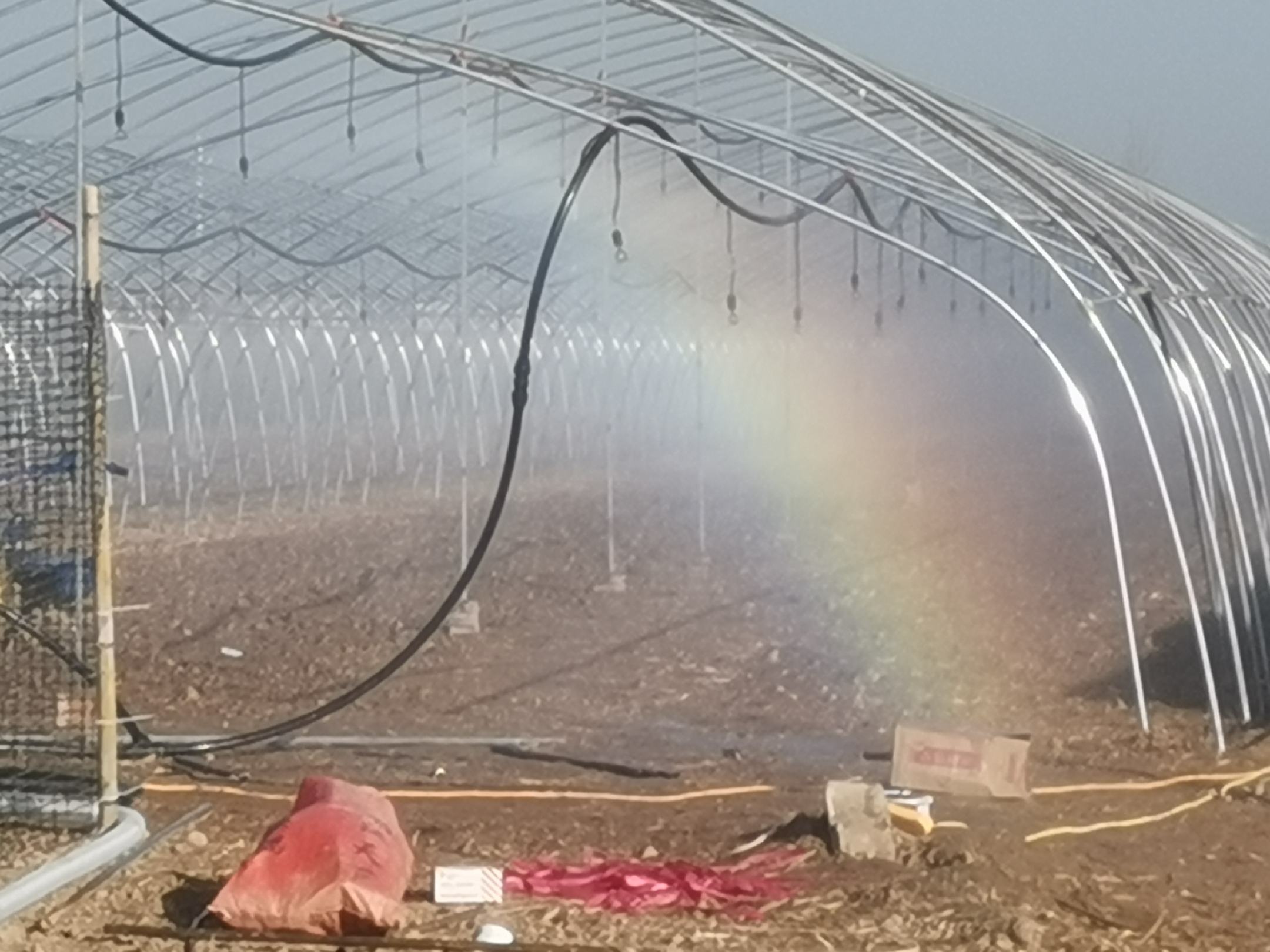 小叶菠菜病虫害防治现场