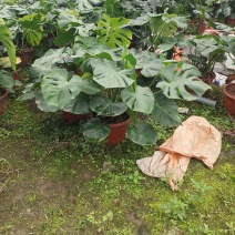产地广东龟背竹，基地直发
