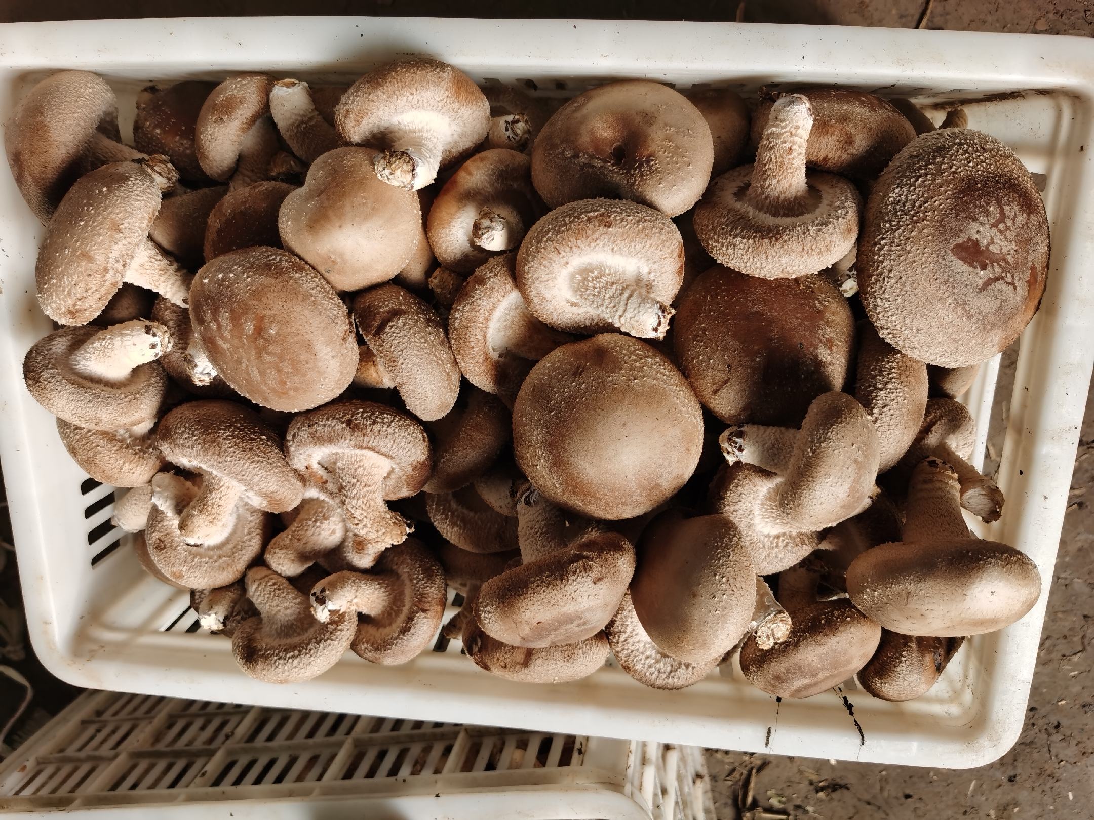 武香一号干香菇包装展示图