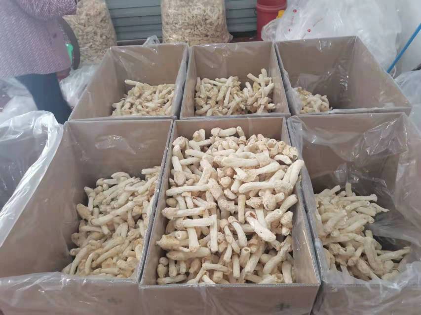 展示不同规格的竹荪蛋包装盒,印有品牌LOGO和产品信息,适合礼品或零售市场 竹荪蛋包装与品牌展示